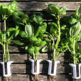 Italian Basil Grow Pack - Refill Kit